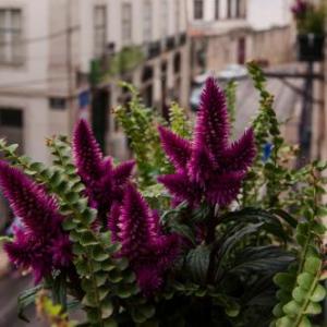 Alfama - Sé Cathedral | Lisbon Cheese & Wine Apartments