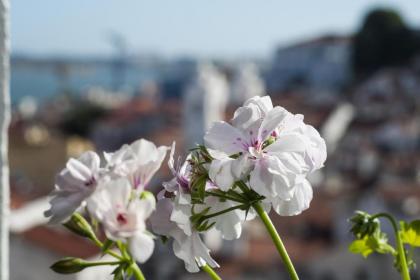 Alfama - St Estevão viewpoint | Lisbon Cheese & Wine Apartments - image 10